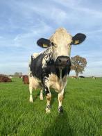 Wirtik/steeprug koe, Dieren en Toebehoren, Runderen, Vrouwelijk