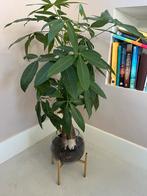 Mooie groene kamerplant in glazen pot, Overige soorten, In pot, Minder dan 100 cm, Groene kamerplant