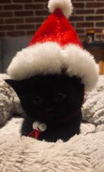 Lieve, speelse kittens zoeken een gouden mandje!, Dieren en Toebehoren, Katten en Kittens | Overige Katten, Meerdere dieren, Kortharig