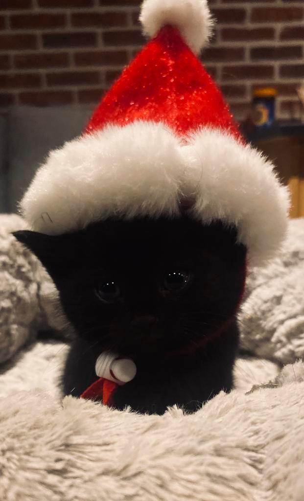 Lieve kittens zoeken een gouden mandje!, Dieren en Toebehoren, Katten en Kittens | Overige Katten, Kortharig, Meerdere dieren