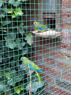 Te koop koppel turquoisineparkieten, Dieren en Toebehoren, Meerdere dieren, Parkiet