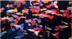 Mooie Guppy man mix - Gup - Koidream Valburg, Vis, Zoetwatervis