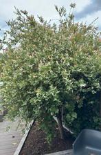 Salix boom!, Verzenden, Lente, Overige soorten, 250 tot 400 cm