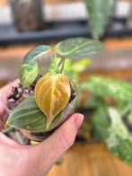 Philodendron Melanochrysum Variegata - Zeldzaam!, Huis en Inrichting, Kamerplanten, Ophalen of Verzenden, Halfschaduw, Minder dan 100 cm