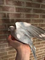 Turkse Tortel!, Dieren en Toebehoren, Meerdere dieren, Tortelduif