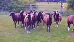 Fraaie Zwartbles stamboek ram en ooi lammeren, Meerdere dieren, Schaap, 0 tot 2 jaar