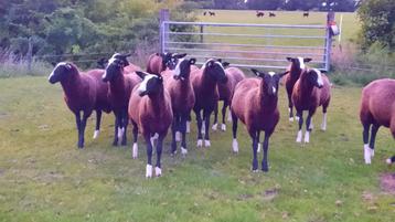 Fraaie jonge Zwartbles stamboek rammen en ooi lammeren beschikbaar voor biedingen