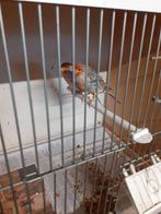 Koppel rood agaat mozaiek 2025, Dieren en Toebehoren, Vogels | Kanaries, Meerdere dieren, Kleurkanarie