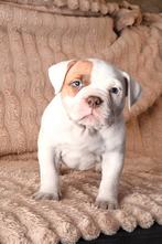 American bully teefje, Dieren en Toebehoren, CDV (hondenziekte), 8 tot 15 weken, Teef, Bulldog