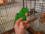 Edelpapegaai., Dieren en Toebehoren, Vogels | Parkieten en Papegaaien, Mannelijk, Papegaai, Geringd