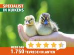 Hollandsche kwaker kuikens | Lieve gesekste eendenkuikens, Dieren en Toebehoren, Pluimvee, Kip, Meerdere dieren