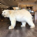 Prachtige opgezette ijsbeer te koop!!!, Verzamelen, Dierenverzamelingen, Ophalen of Verzenden, Nieuw, Wild dier, Opgezet dier