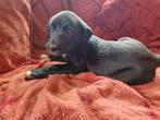 Oppas gezocht Borador Puppy, Particuliere oppas