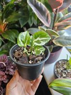Epipremnum N’joy (Pothos), Huis en Inrichting, Kamerplanten, Overige soorten, In pot, Minder dan 100 cm, Groene kamerplant