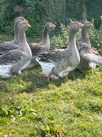 Te koop toulouse ganzen, Dieren en Toebehoren, Pluimvee, Meerdere dieren, Gans of Zwaan