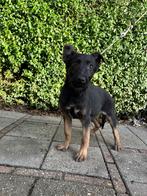 3 maanden Duitse herder teefje, 8 tot 15 weken, Teef, Parvo, Eén hond