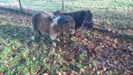 2 mini pony's, Hengst