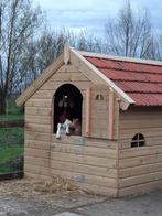 3 leuke geiten zoeken 5 sterrenhuisje, Dieren en Toebehoren, Schapen, Geiten en Varkens, Vrouwelijk, Geit