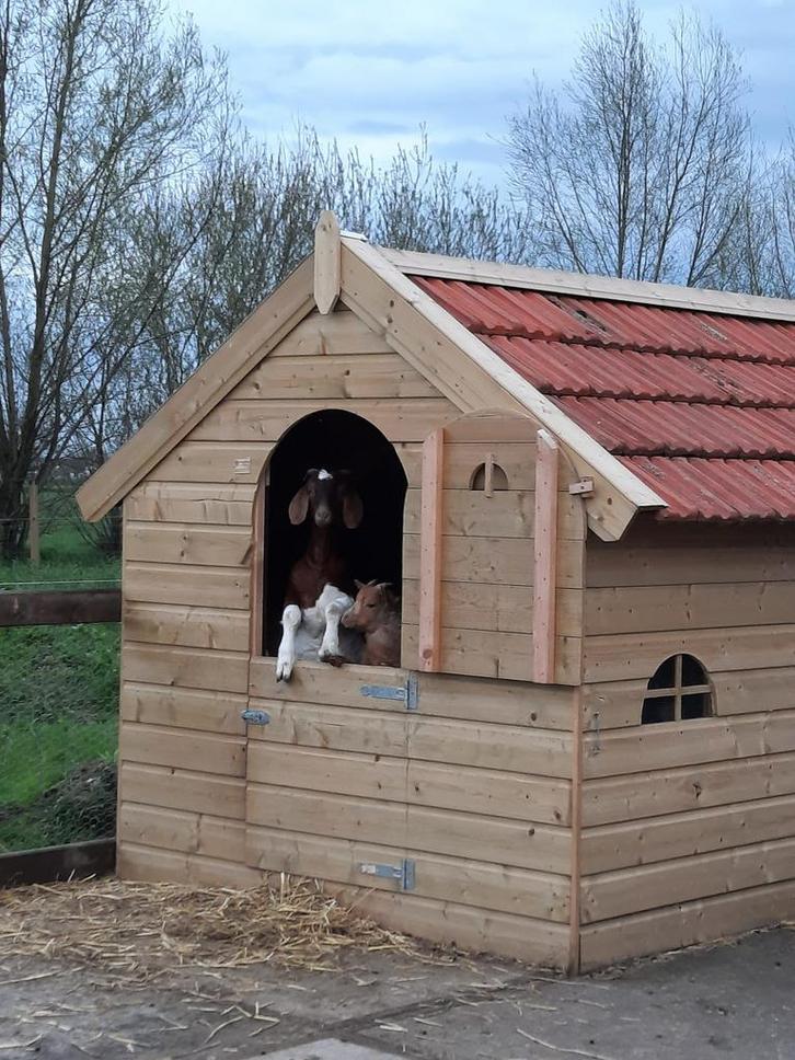3 leuke geiten zoeken 5 sterrenhuisje, Dieren en Toebehoren, Schapen, Geiten en Varkens, Geit, Vrouwelijk