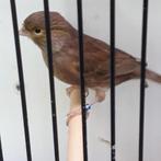 kleurkanaries, Dieren en Toebehoren, Vogels | Kanaries, Mannelijk, Kleurkanarie