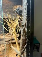 Gezocht Varanus Glauerti 0.1 (vrouwtje) Varaan, 0 tot 2 jaar