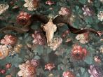 Ram schedel, Taxidermie, Ophalen of Verzenden, Zo goed als nieuw, Overige soorten, Schedel