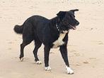 Daria,teef x Border Collie,2,5 jaar, Dieren en Toebehoren, Honden | Herdershonden en Veedrijvers, Particulier, Rabiës (hondsdolheid)