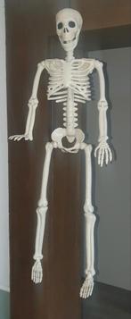 Halloween Skelet - 90cm, Ophalen of Verzenden, Nieuw, Versiering, Halloween of Griezel