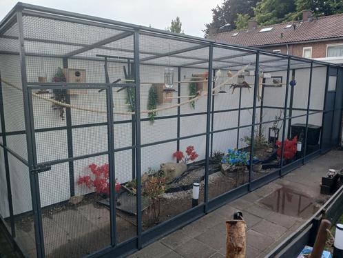 Turquoisine of bourke vogels gezocht liefst poppen zie tekst, Dieren en Toebehoren, Vogels | Parkieten en Papegaaien, Parkiet