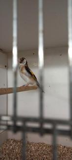 Pop putter, Dieren en Toebehoren, Vogels | Kanaries, Vrouwelijk, Bastaard