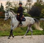 Braaf Springpaard merrie, Dieren en Toebehoren, Paarden, Merrie, Springpaard, Gechipt, L