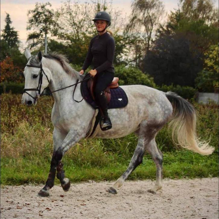 Braaf Springpaard merrie, Dieren en Toebehoren, Paarden, Merrie, L, 160 tot 165 cm, 7 tot 10 jaar, Springpaard, Met stamboom, Gechipt