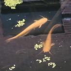 Albino meervallen, Dieren en Toebehoren