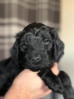 Labradoodle Pups Medium (Australian) - Kerst puppy, Overige rassen, 8 tot 15 weken, Meerdere, Meerdere dieren