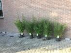 Bamboe met rode stengel!!! Fargesia Red Dragon, Ophalen, Bamboe, Haag, 250 cm of meer