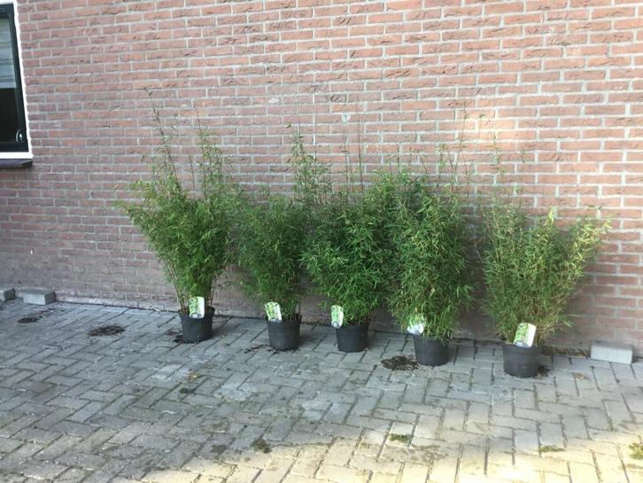 Bamboe met rode stengel!!! Fargesia Red Dragon, Tuin en Terras, Planten | Struiken en Hagen, Haag, Bamboe, 250 cm of meer, Ophalen