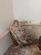Bewezen koppel kwartels natuur broed, Dieren en Toebehoren, Meerdere dieren, Tropenvogel
