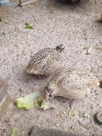 Japanse kwartels, Dieren en Toebehoren, Pluimvee, Meerdere dieren, Overige soorten