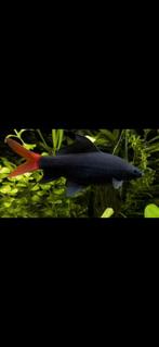 Vuurstaart labeo, Vis