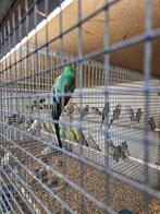 Roodrug man, Dieren en Toebehoren, Vogels | Parkieten en Papegaaien, Mannelijk, Parkiet