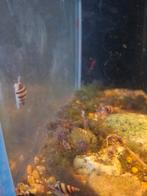 Slaketende slak /Helenaslak, Dieren en Toebehoren, Vissen | Aquariumvissen, Slak of Weekdier