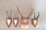 4x gewei op schild, Ophalen of Verzenden, Gebruikt, Hert, Gewei of Kop