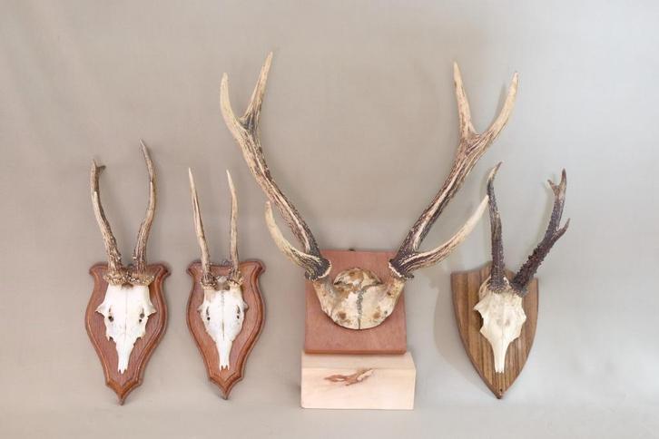 4x gewei op schild, Verzamelen, Dierenverzamelingen, Gebruikt, Gewei of Kop, Hert, Ophalen of Verzenden