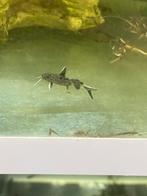 Jonge Synodontis petricola (eigenkweek), Vis, Zoetwatervis, Schoolvis