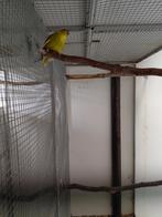 Bonte kakariki, Dieren en Toebehoren, Vrouwelijk, Parkiet, Geringd