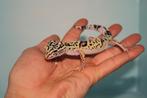 Jonge Iraanse luipaardgekko!, Dieren en Toebehoren, Reptielen en Amfibieën, Hagedis, Tam, 0 tot 2 jaar