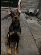 Lieve dobermann pup 14 weken, Particulier, 8 tot 15 weken, Buitenland, Rabiës (hondsdolheid)