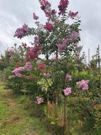 Lagerstroemia hoogstam en meerstammig pot/kluit, Ophalen
