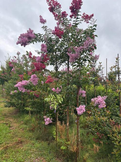 Lagerstroemia hoogstam en meerstammig pot/kluit, Tuin en Terras, Planten | Bomen, Ophalen