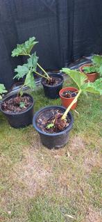 Gunnera Manicata, Tuin en Terras, Planten | Tuinplanten, Ophalen, Zomer, Overige soorten, Volle zon
